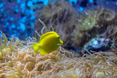 棕色珊瑚礁上的黄鱼